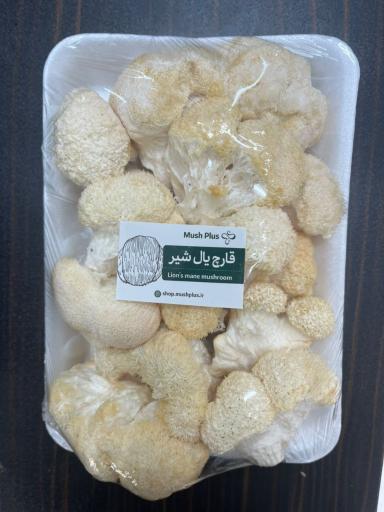 پخش قارچ زرین چتر 