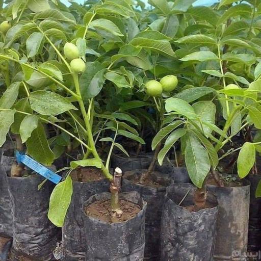 عکس خدمات کشاورزی و بازرگانی نور محمدی