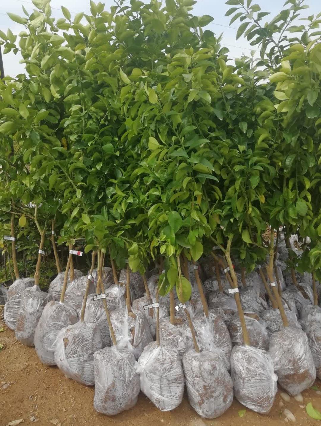 عکس خدمات کشاورزی و بازرگانی نور محمدی