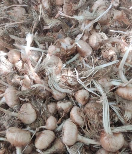 عکس خدمات کشاورزی و بازرگانی نور محمدی