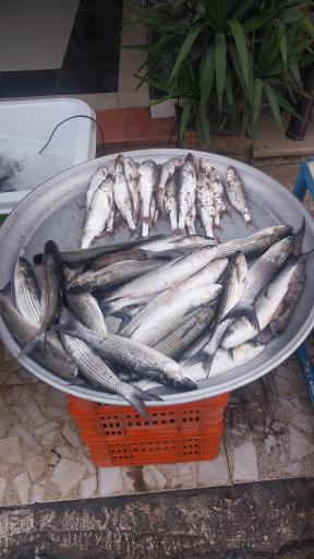 عکس ماهی فروشی پورمعصومی