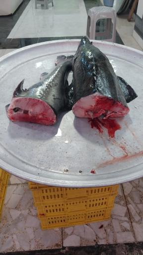 عکس ماهی فروشی پورمعصومی