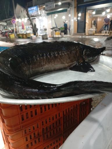 عکس ماهی فروشی پورمعصومی