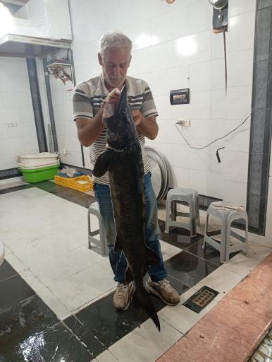 عکس ماهی فروشی پورمعصومی