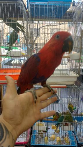 سرزمین پرندگان بهزاد 