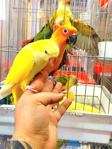 عکس سرزمین پرندگان بهزاد 