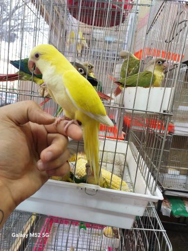 سرزمین پرندگان بهزاد 