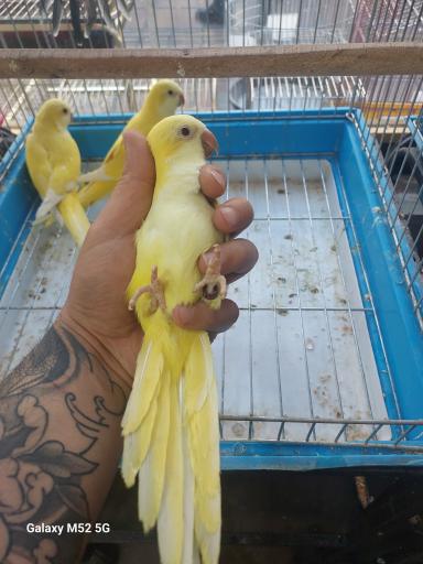 عکس سرزمین پرندگان بهزاد 