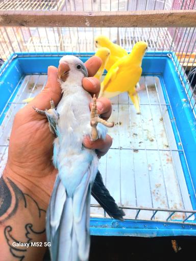 سرزمین پرندگان بهزاد 