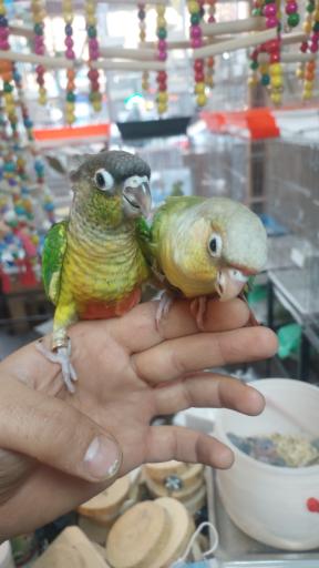 سرزمین پرندگان بهزاد 