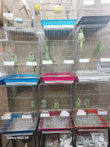 سرزمین پرندگان بهزاد 