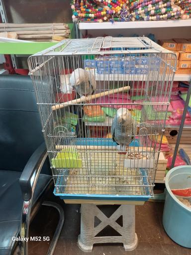 عکس سرزمین پرندگان بهزاد 