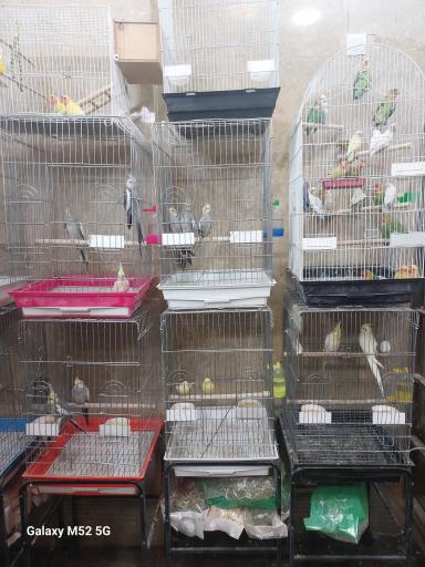 عکس سرزمین پرندگان بهزاد 