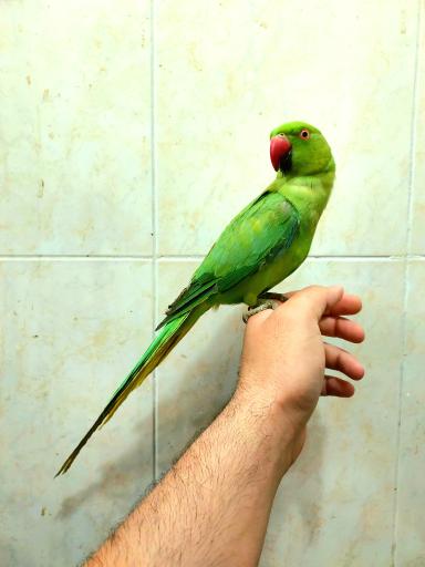 عکس سرزمین پرندگان بهزاد 