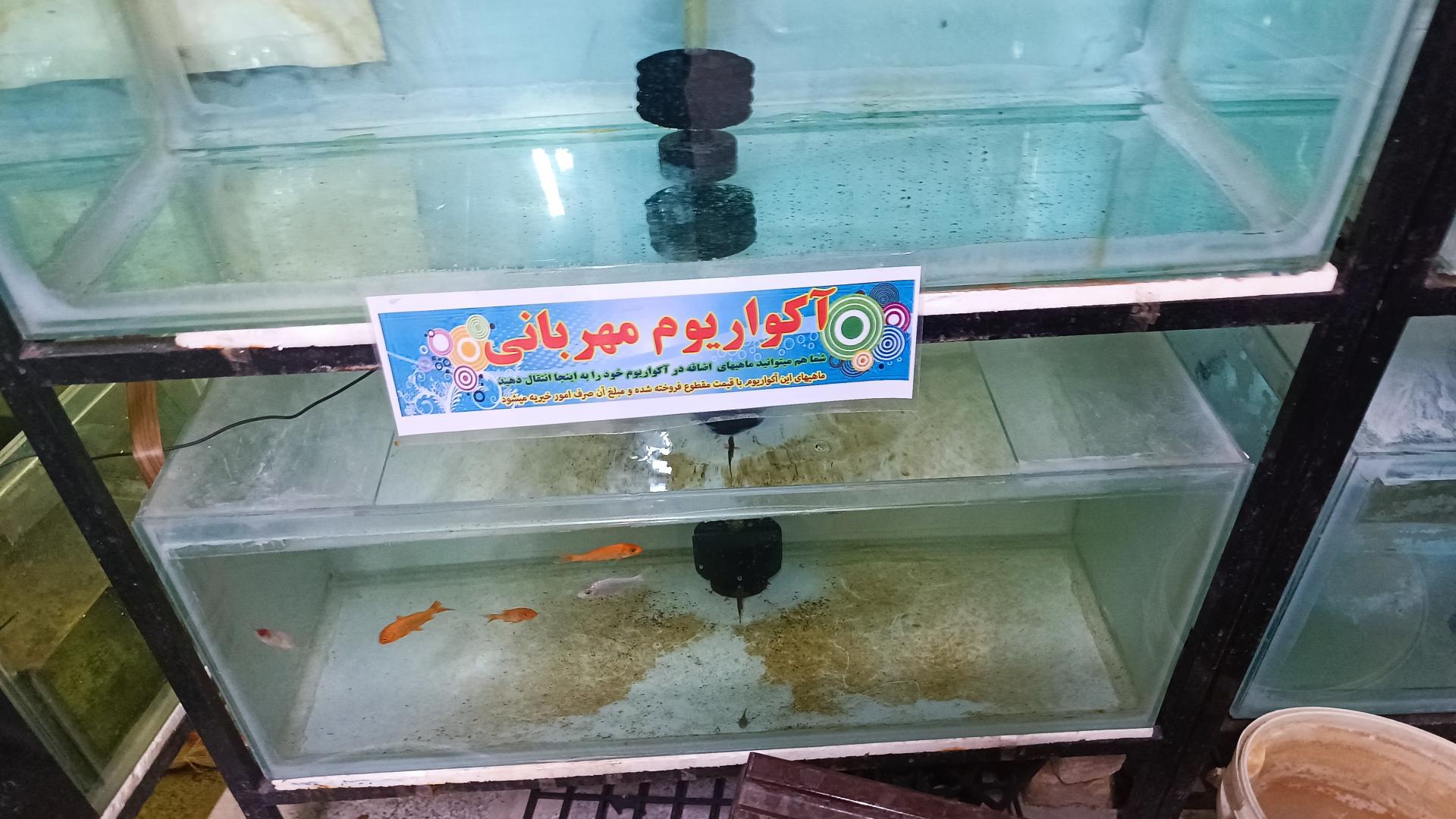 عکس قشم آکواریوم 