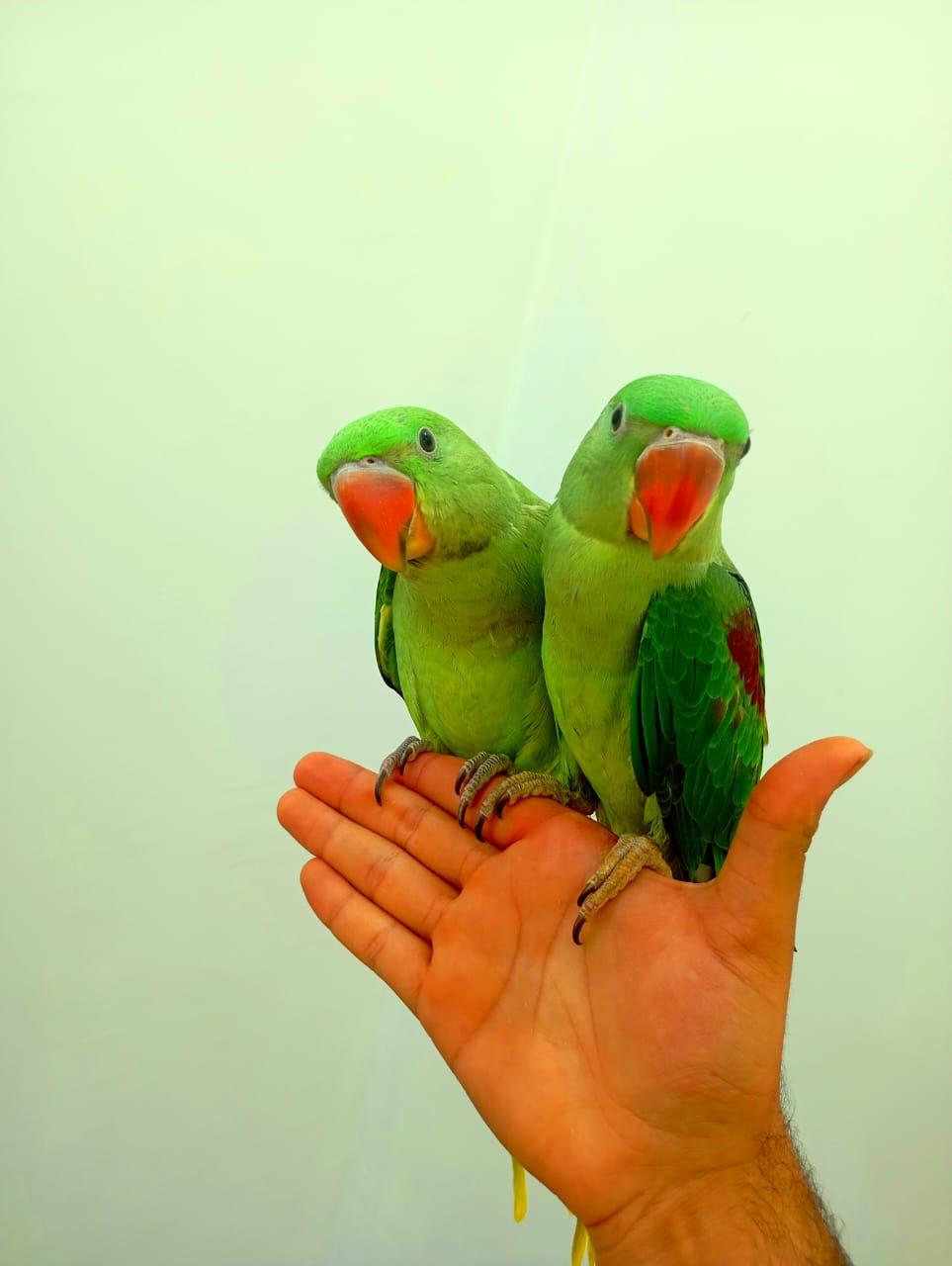 عکس سرزمین پرندگان بهزاد 