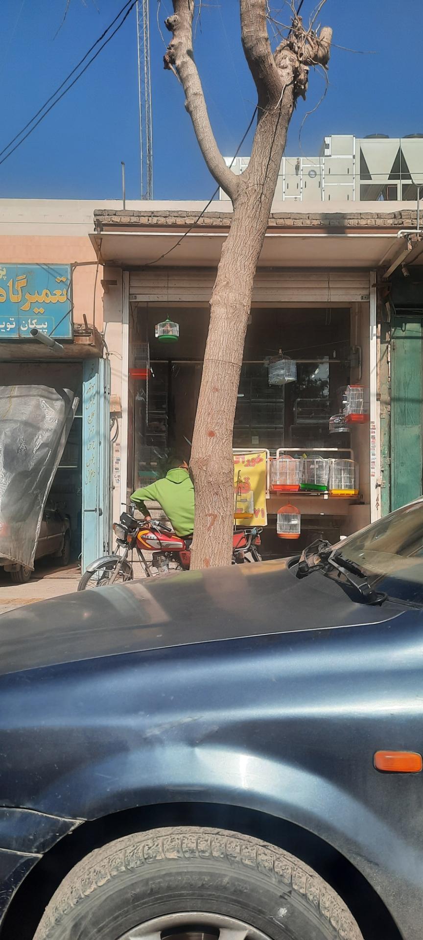 عکس پرنده سرای مروارید