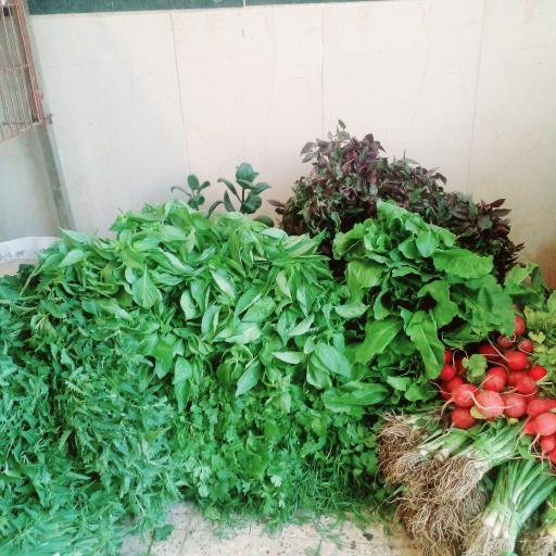 عکس سبزی خردکنی محمدی