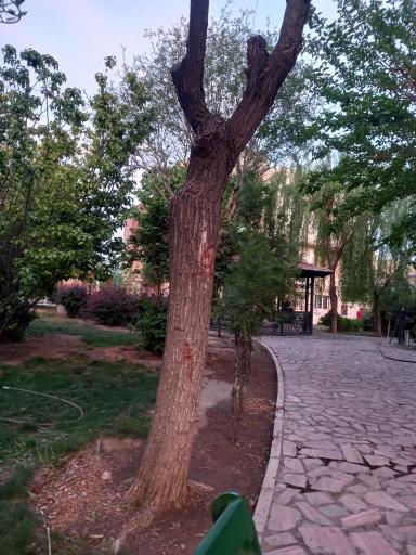 عکس بوستان سنبل