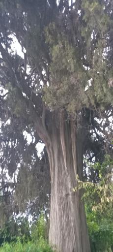 عکس پارک ملت