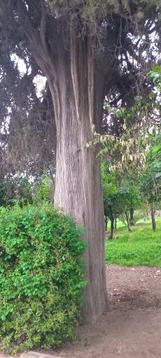 عکس پارک ملت