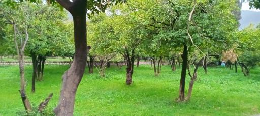 عکس پارک ملت