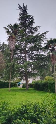 عکس پارک ملت