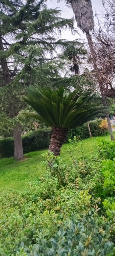 عکس پارک ملت