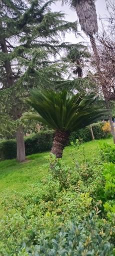 عکس پارک ملت