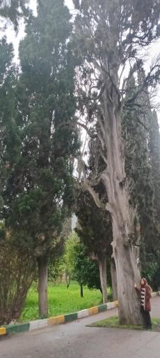 عکس پارک ملت