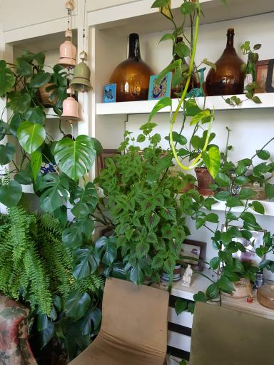 عکس کافه گیل 