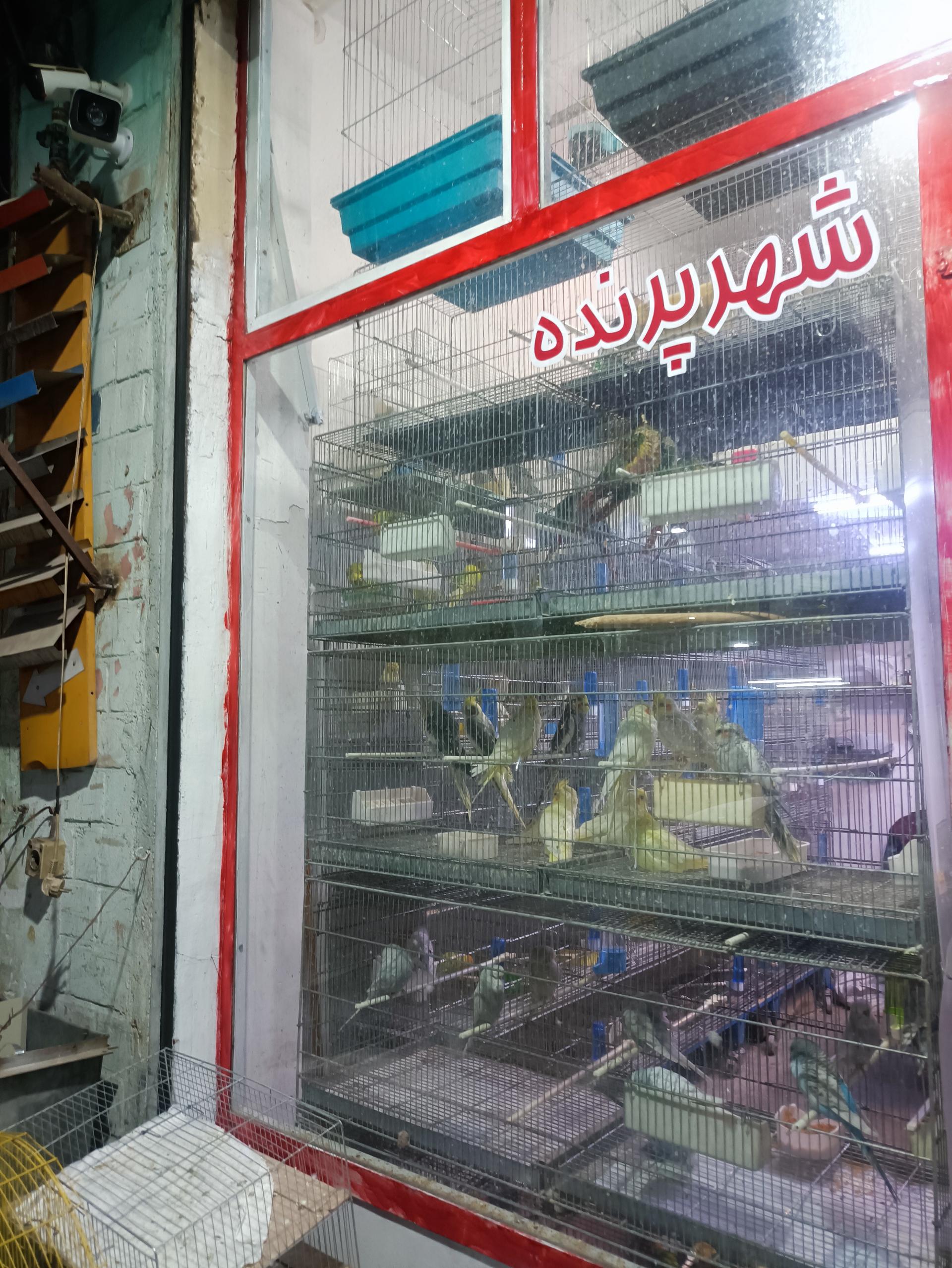 عکس شهر پرنده