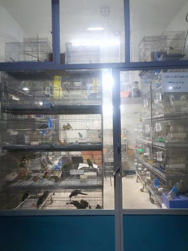 عکس شهر پرنده