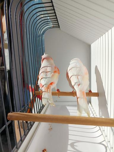 عکس شهر پرنده