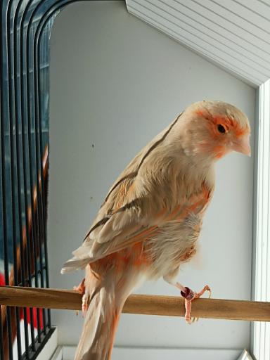 عکس شهر پرنده