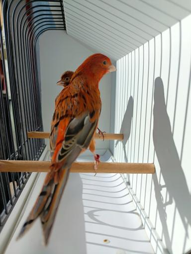 عکس شهر پرنده