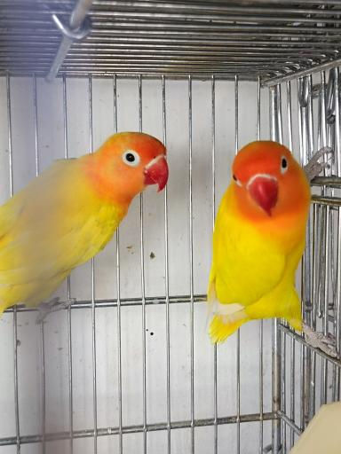 عکس شهر پرنده