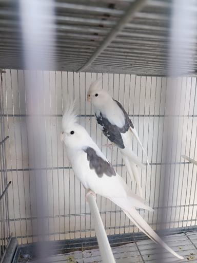 عکس شهر پرنده