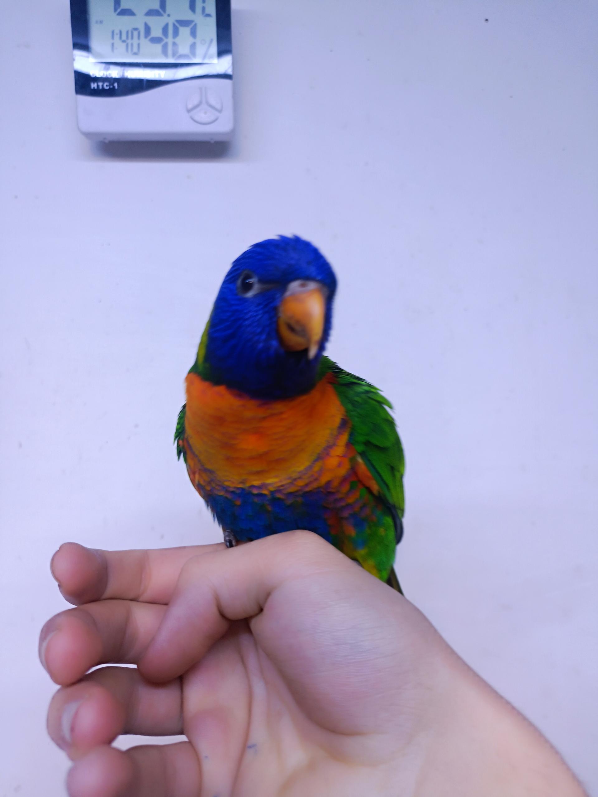 عکس شهر پرنده