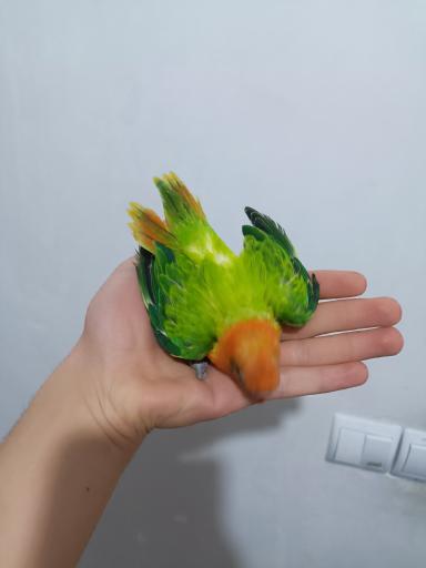 عکس شهر پرنده