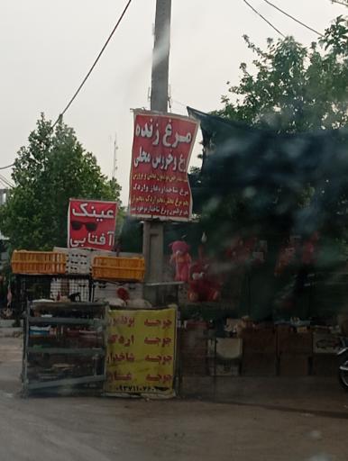 عکس مرغ زنده