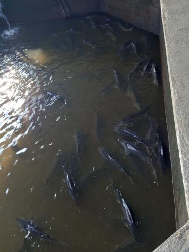 عکس بندر صیادی بابلسر