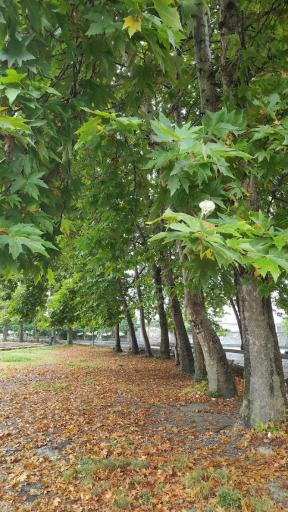 عکس پارک مادر