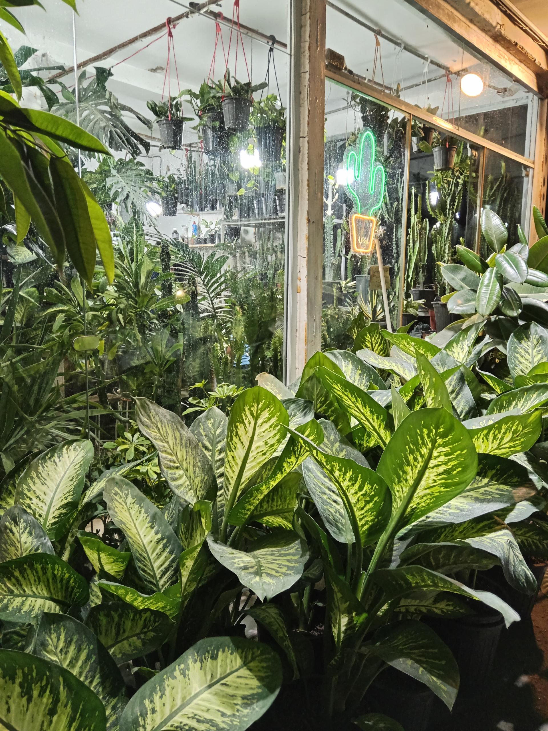 عکس گل فروشی گل پامچال