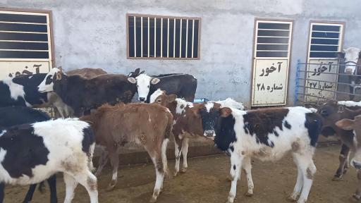 عکس دامداری مصطفی فرهمند