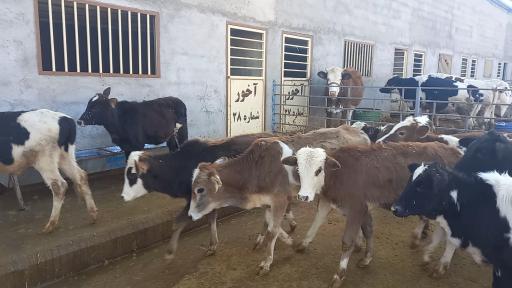 عکس دامداری مصطفی فرهمند