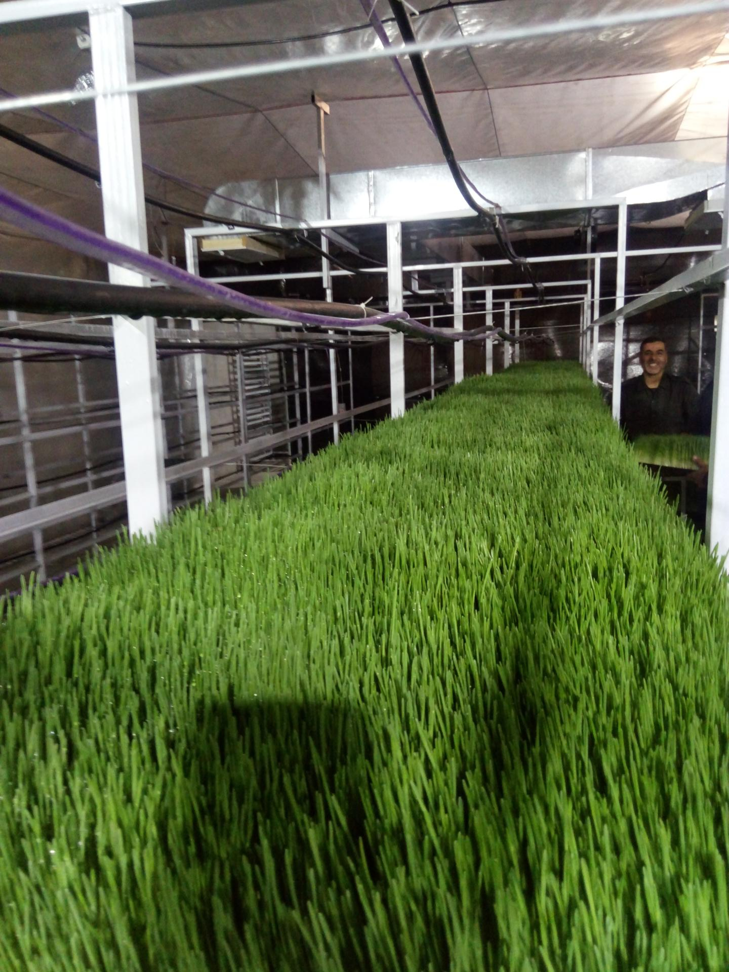 عکس تولید و پخش خوراک دام و طیور ناژو