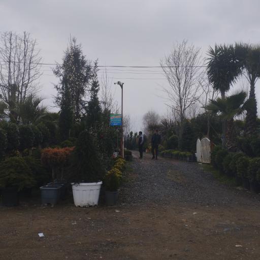 عکس گلکده ماهور