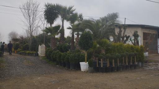 عکس گلکده ماهور