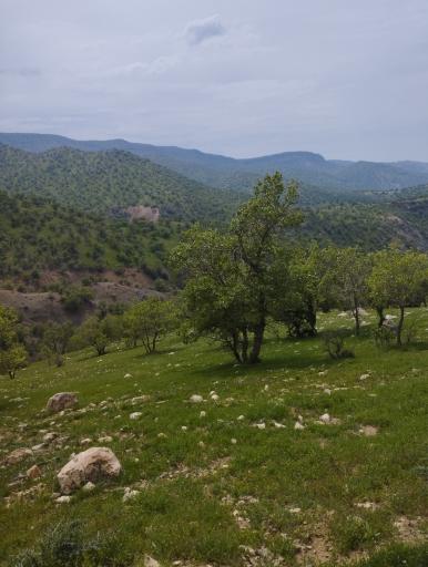 عکس بلوران